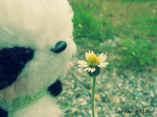 panda amigurumi bear crochet amigurumei prince